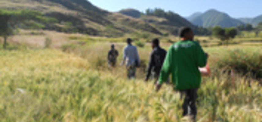 People walking through tall crops in Ethiopia